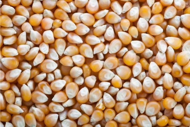 Popcorn kernels that you can make pop in a toaster oven