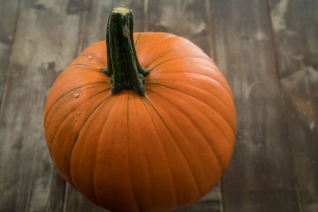 Pumpkin with large stem that is the part of a pumpkin that you do not eat