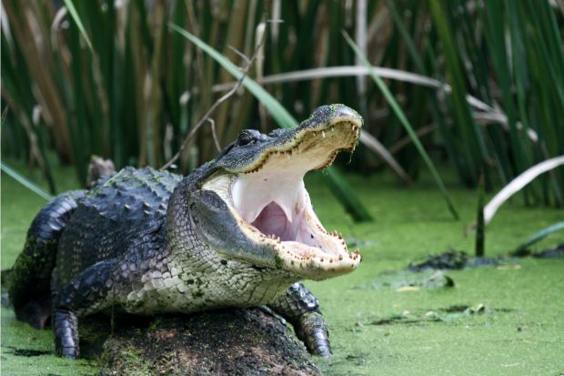 Alligator that will be eaten