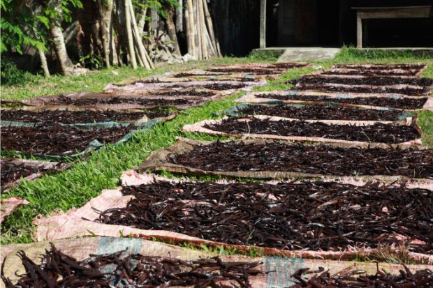 Field of vanilla beans that are very expensive to produce and harvest