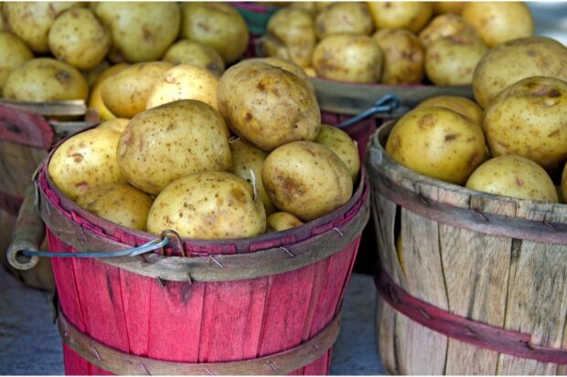 Buckets of Yukon Gold potatoes that have yellow flesh